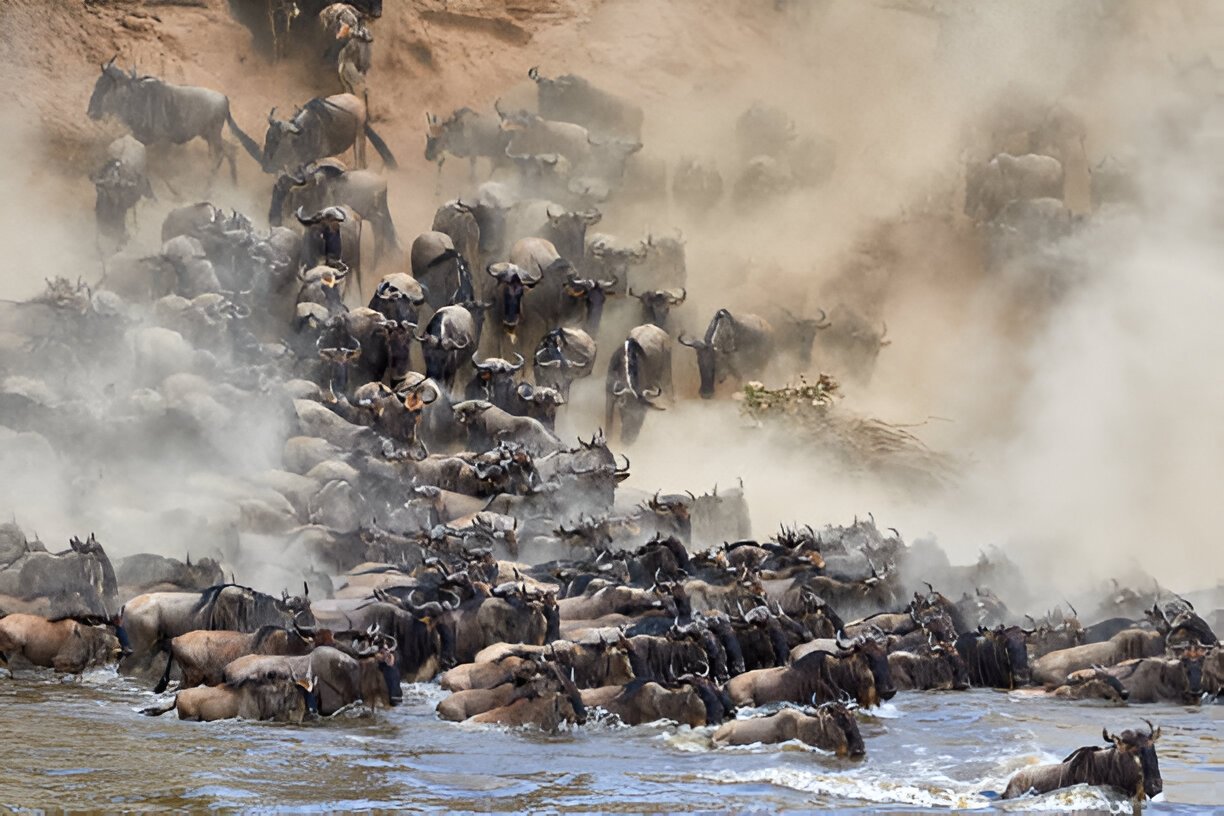 migration-safaris3